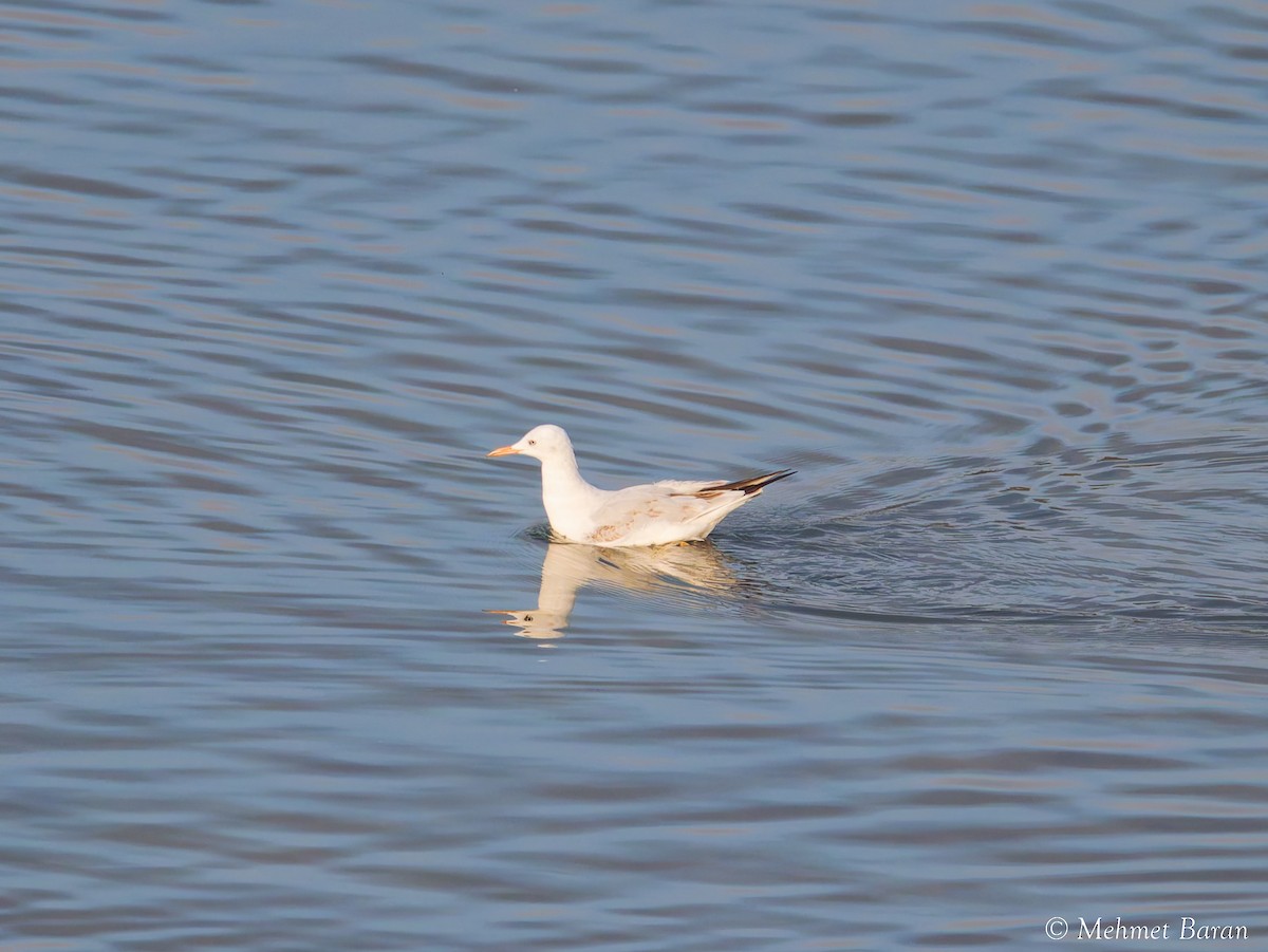 Slender-billed Gull - ML644478084