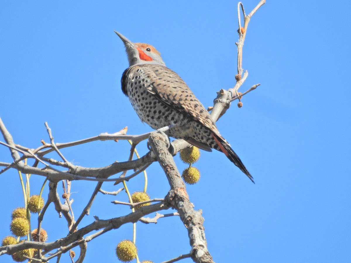 Northern Flicker - ML644478085