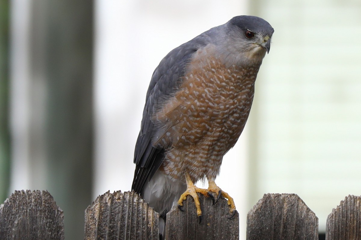 Cooper's Hawk - ML644478086