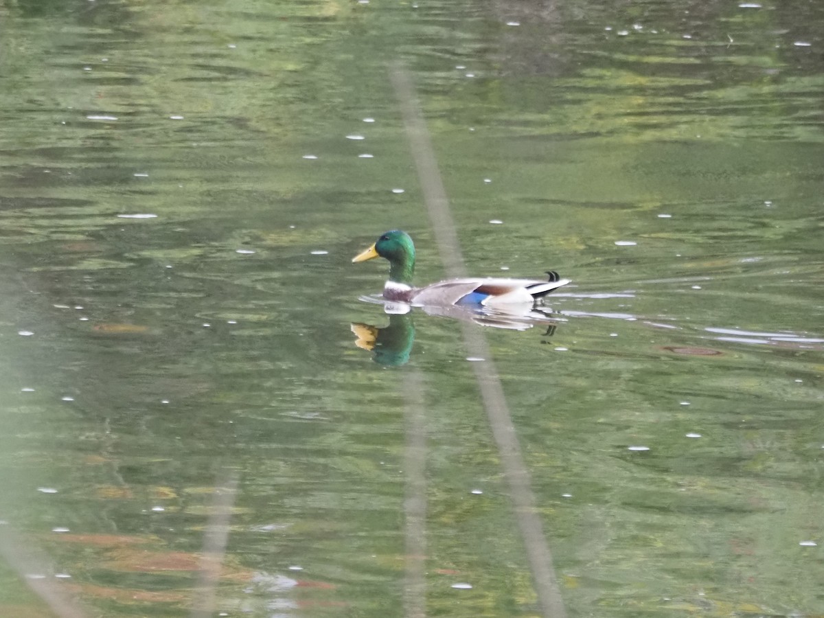 Mallard - ML644478087