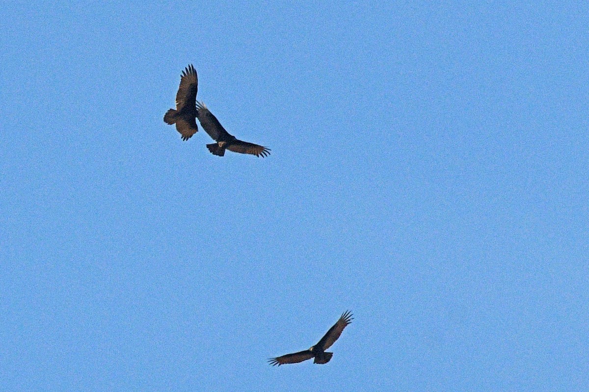 Turkey Vulture - ML644478088