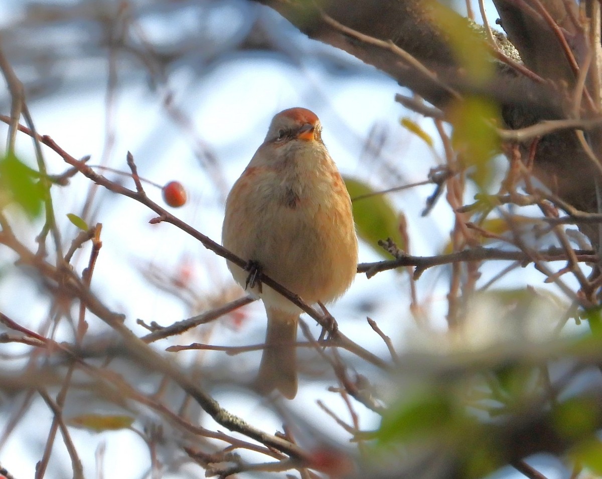 American Tree Sparrow - ML644478089