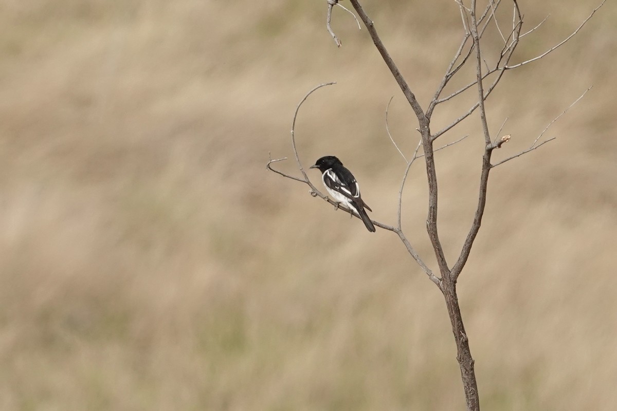 Hooded Robin - ML644478090