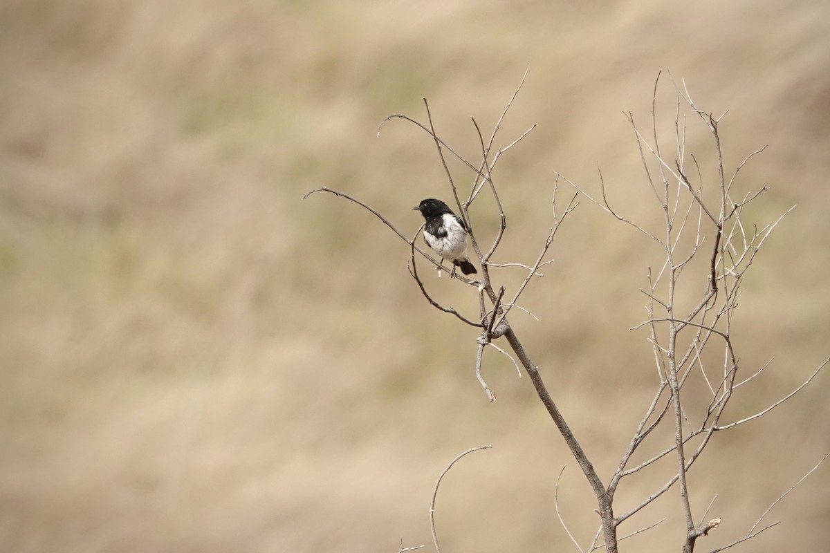 Hooded Robin - ML644478091