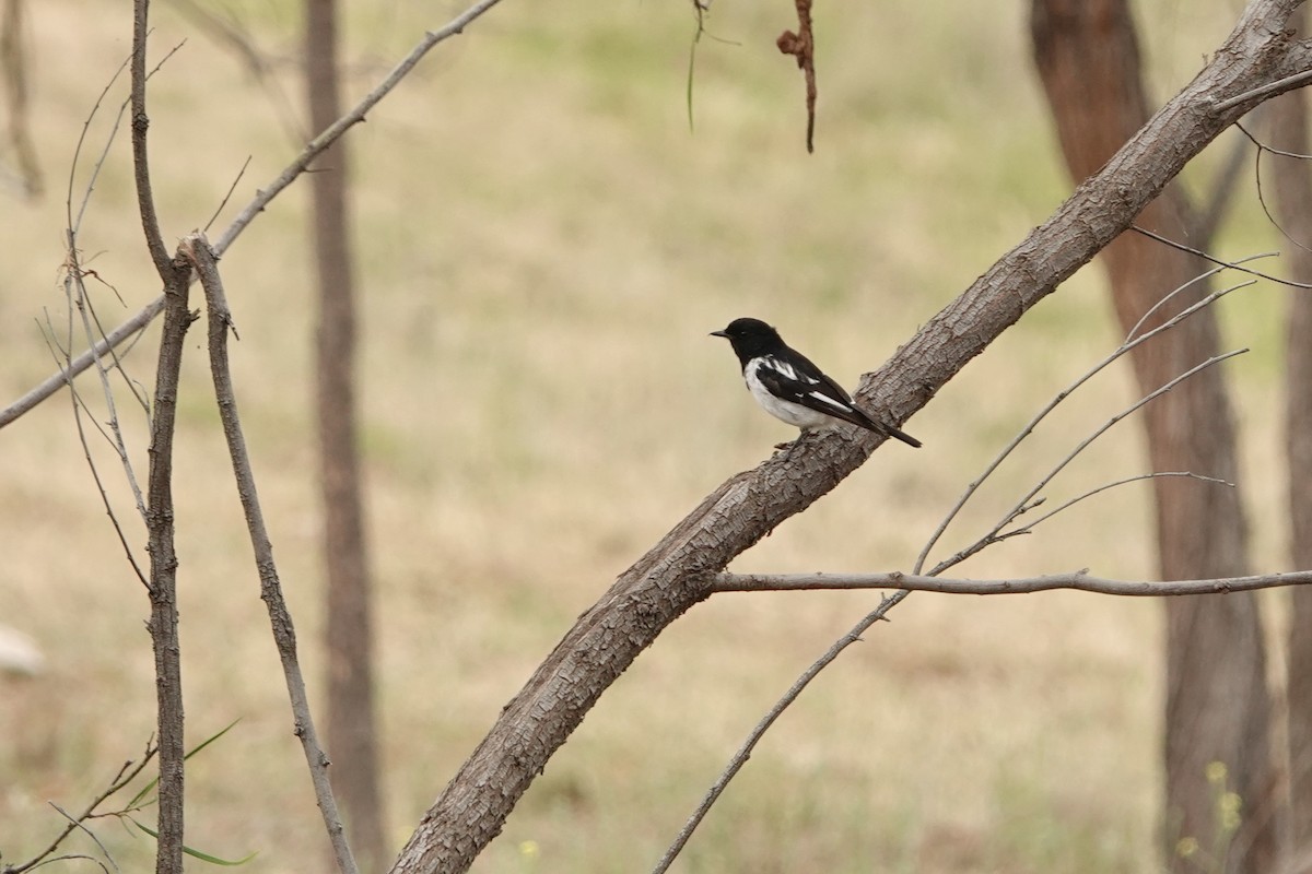 Hooded Robin - ML644478092
