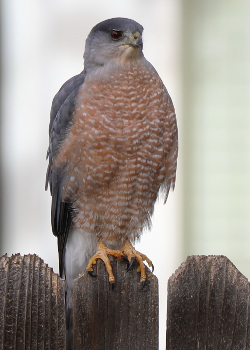 Cooper's Hawk - ML644478093