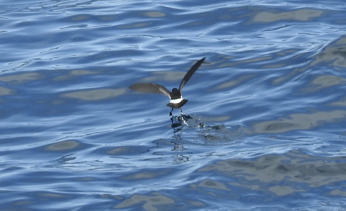 New Zealand Storm-Petrel - ML644478094