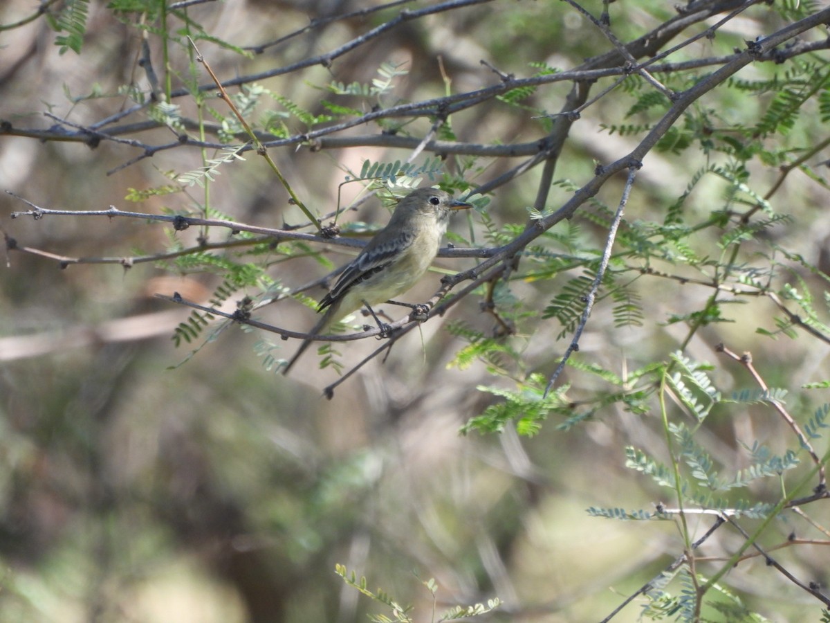 Gray Flycatcher - ML644478095