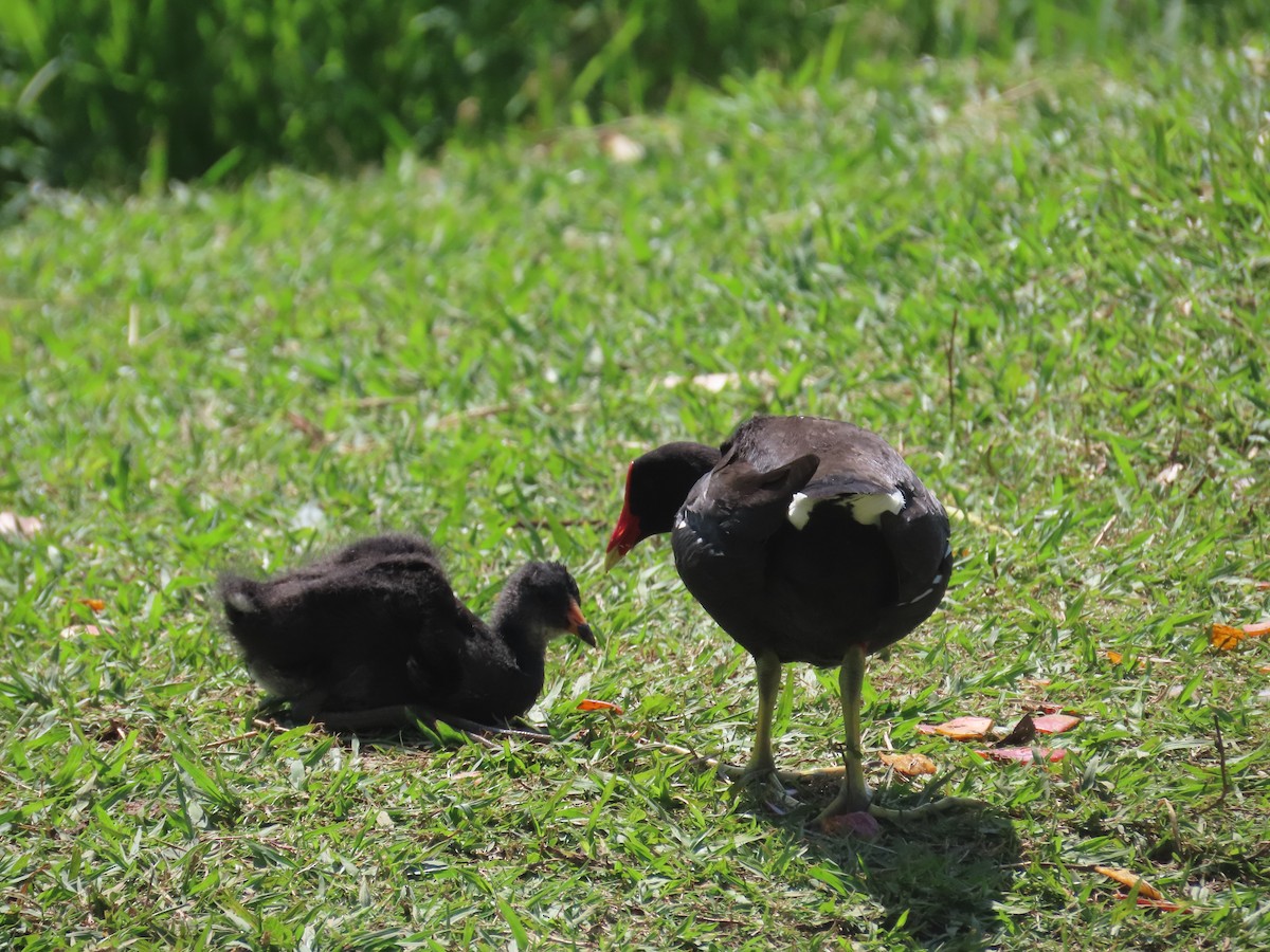 Common Gallinule - ML644478096