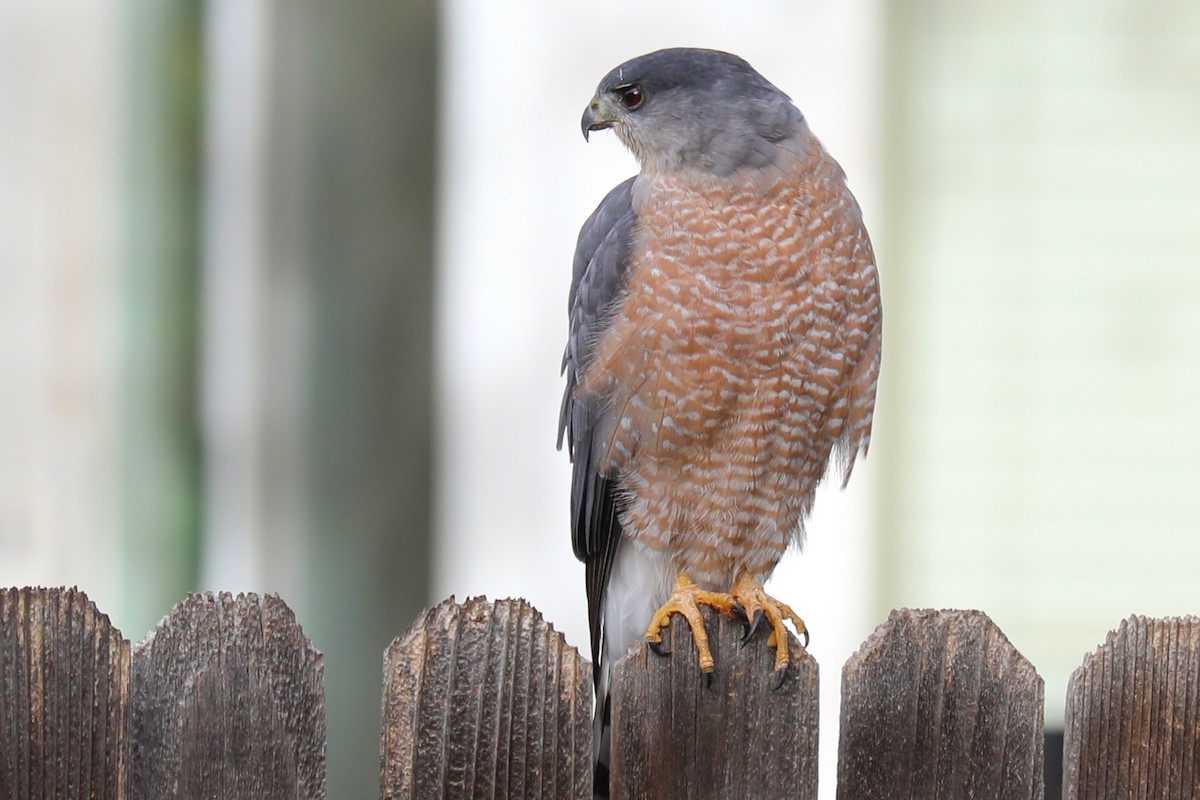 Cooper's Hawk - ML644478097