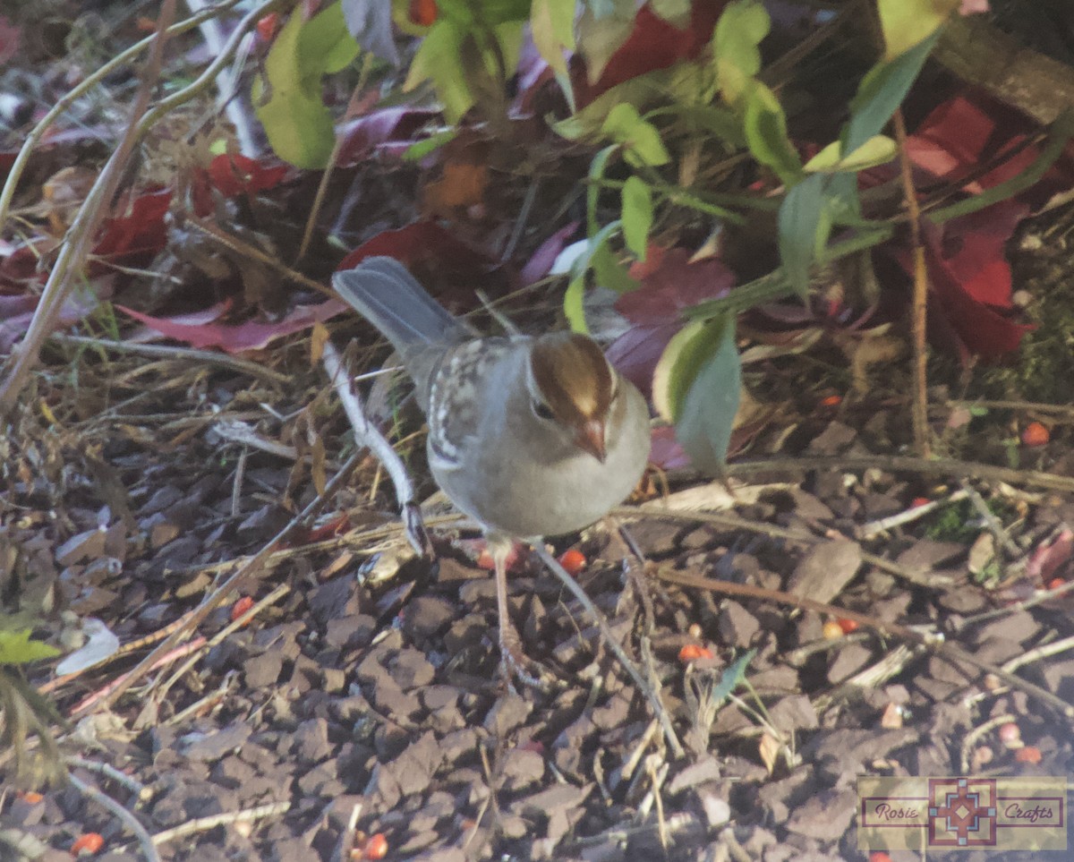 White-crowned Sparrow - ML644478098