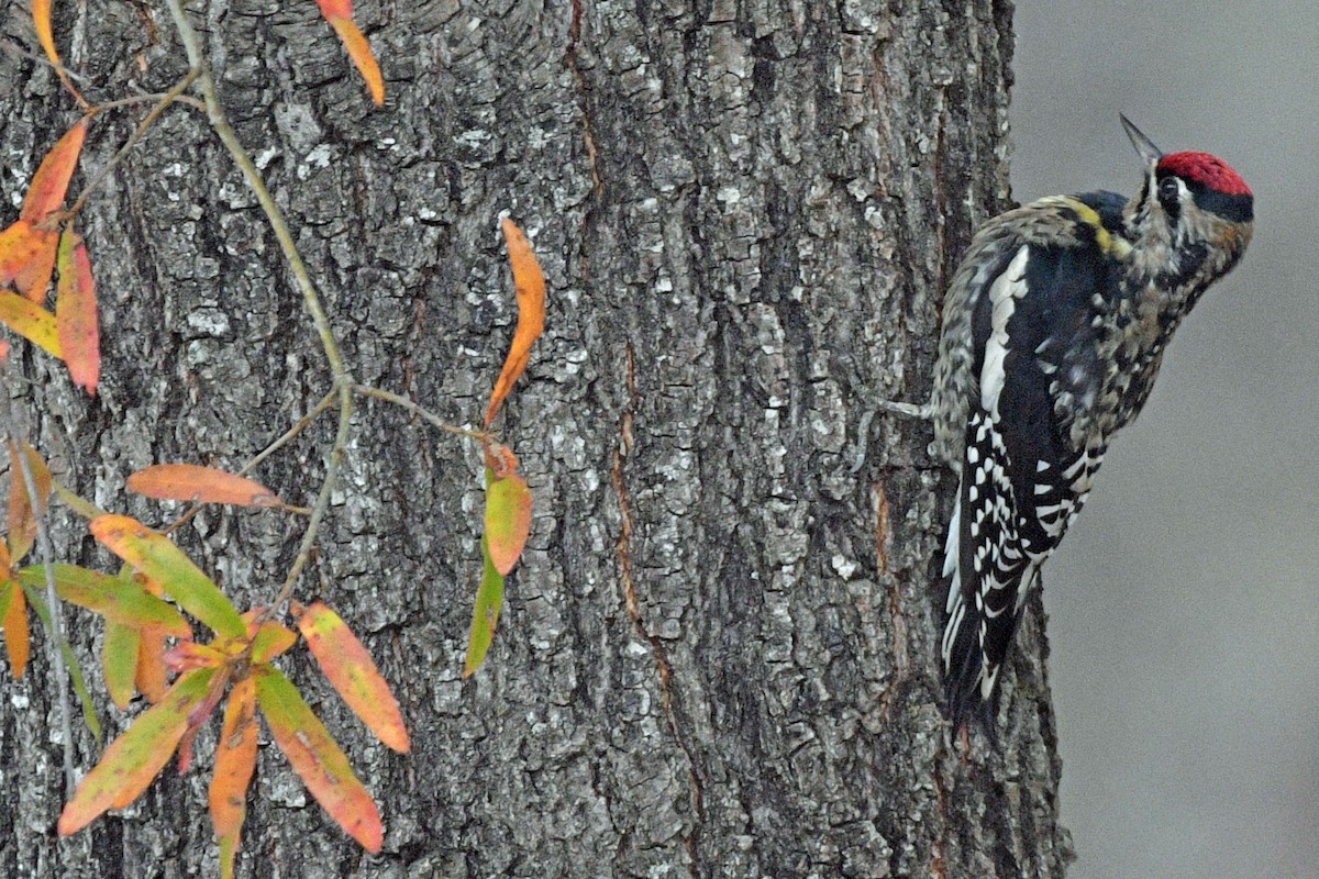 Yellow-bellied Sapsucker - ML644478101