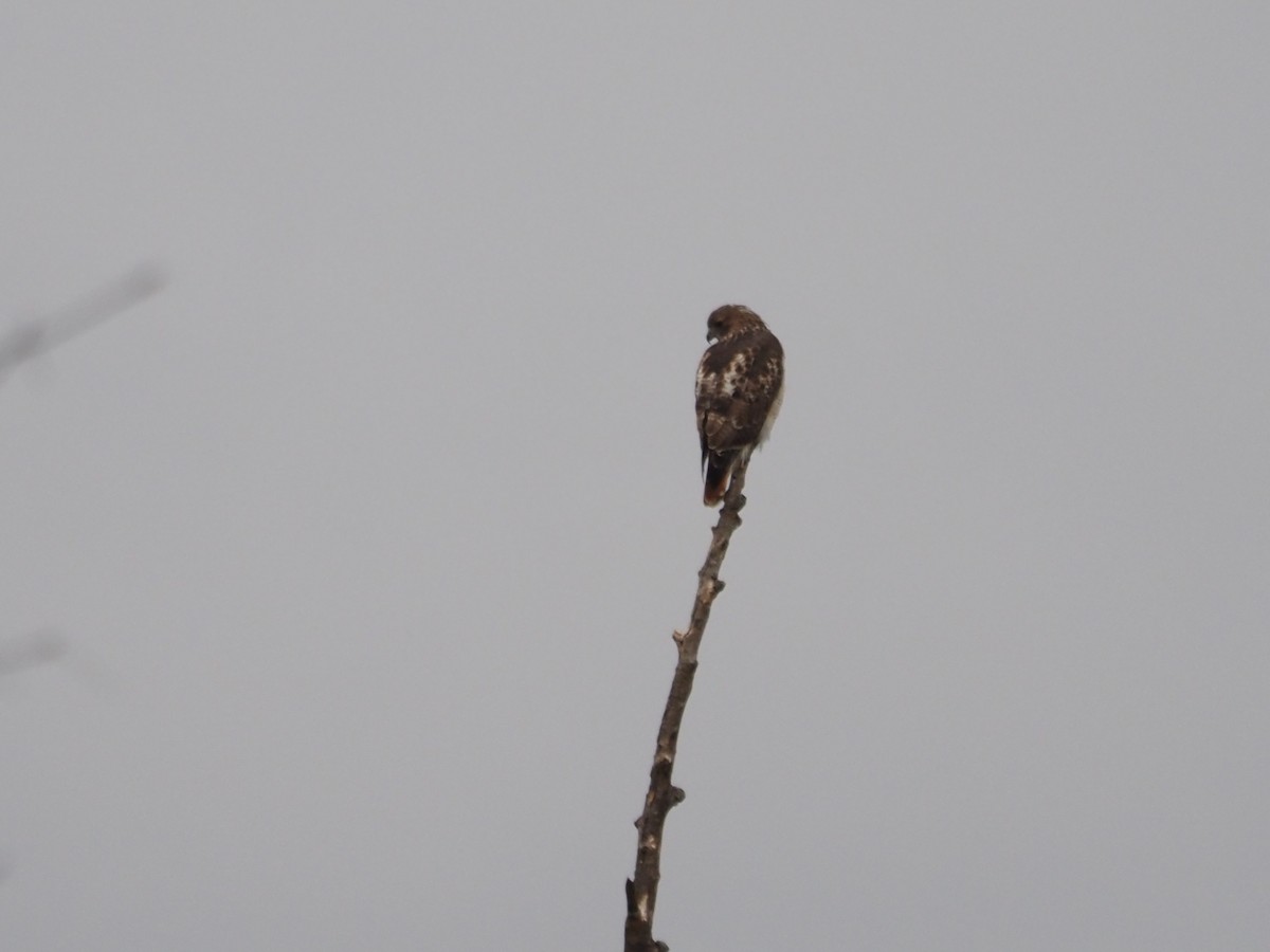 Red-tailed Hawk - ML644478102