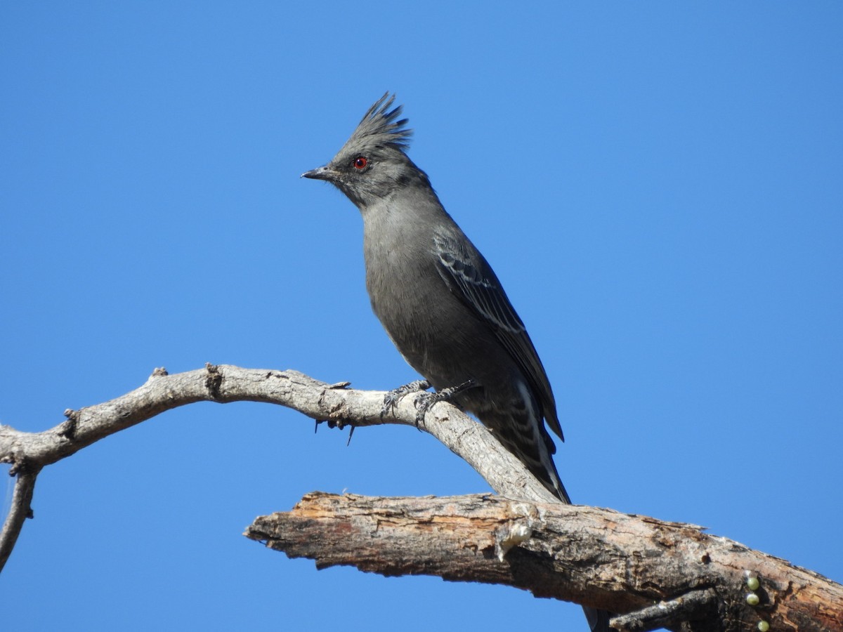 Phainopepla - ML644478103