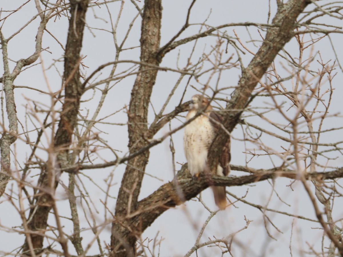 Red-tailed Hawk - ML644478104