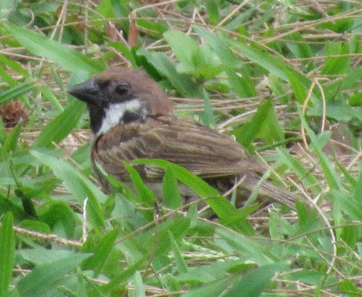Eurasian Tree Sparrow - ML644478113