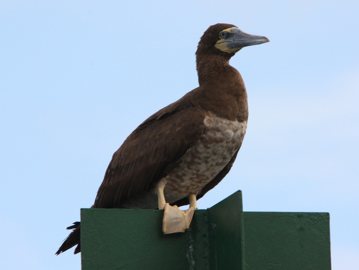 カツオドリ - ML644478119