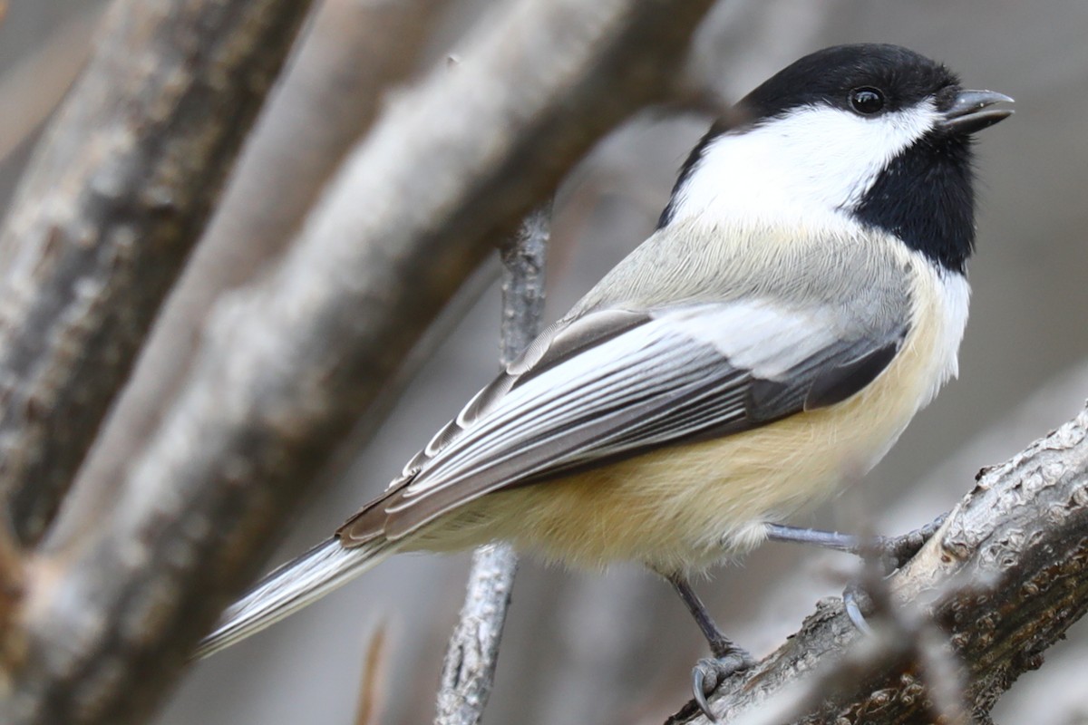 Amerika Baştankarası - ML644478120