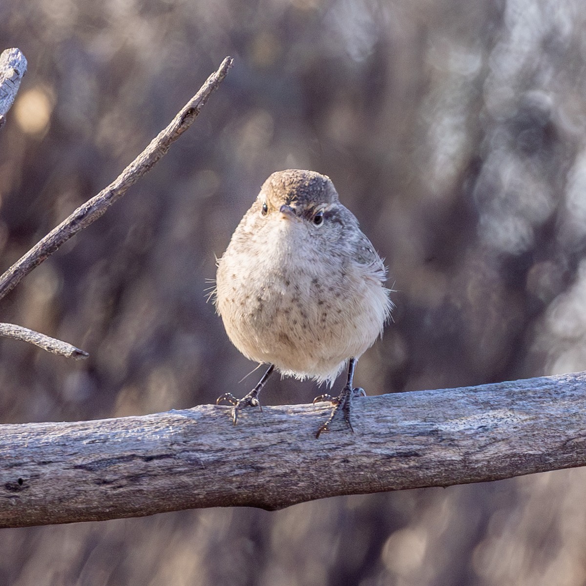 Rock Wren - ML644478145