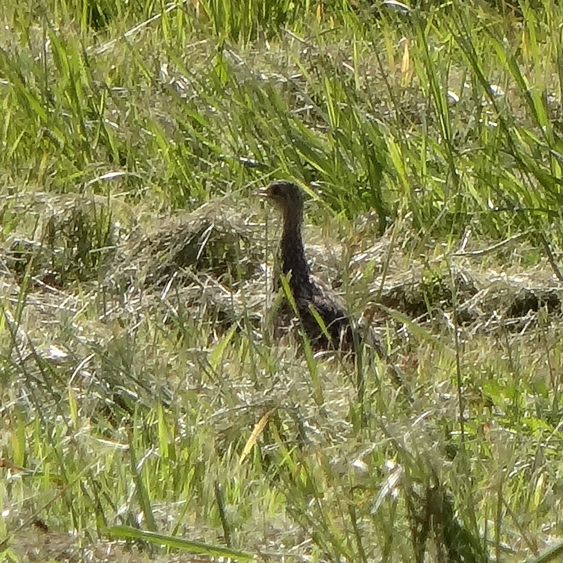 Spotted Nothura - ML644478155