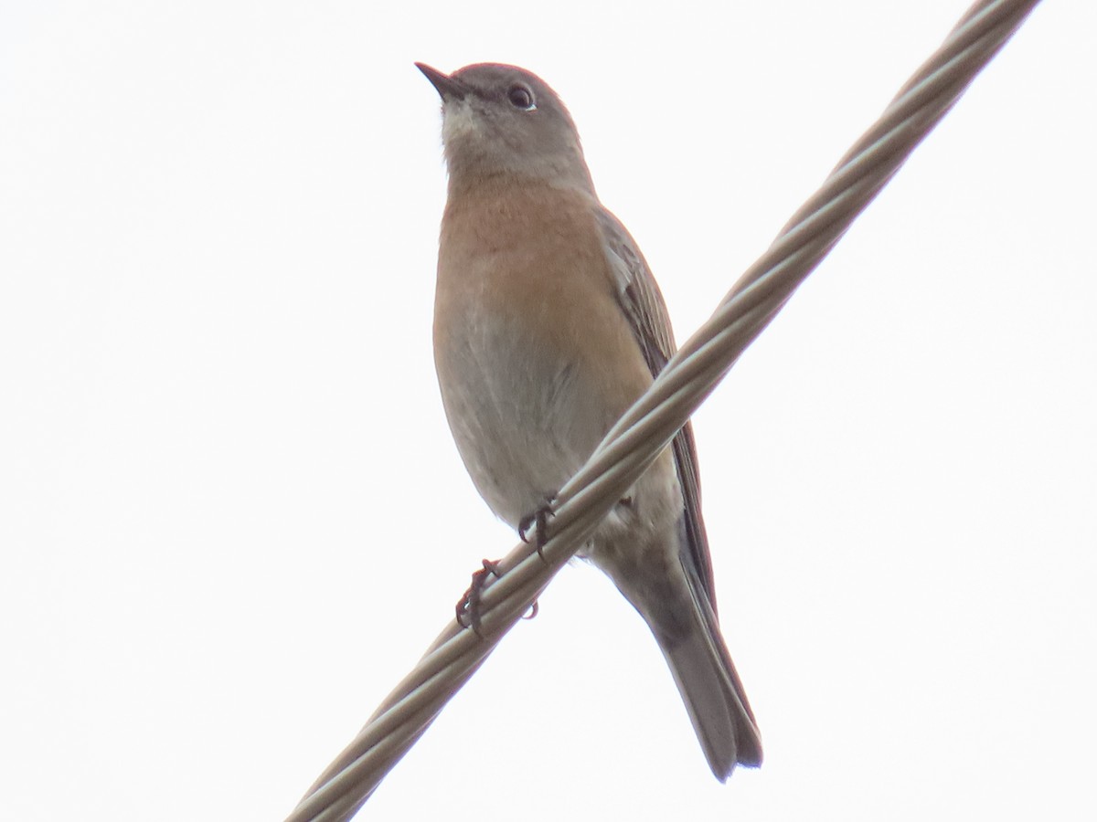 Western Bluebird - ML644478156