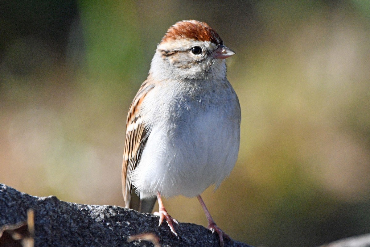 Chipping Sparrow - ML644478157