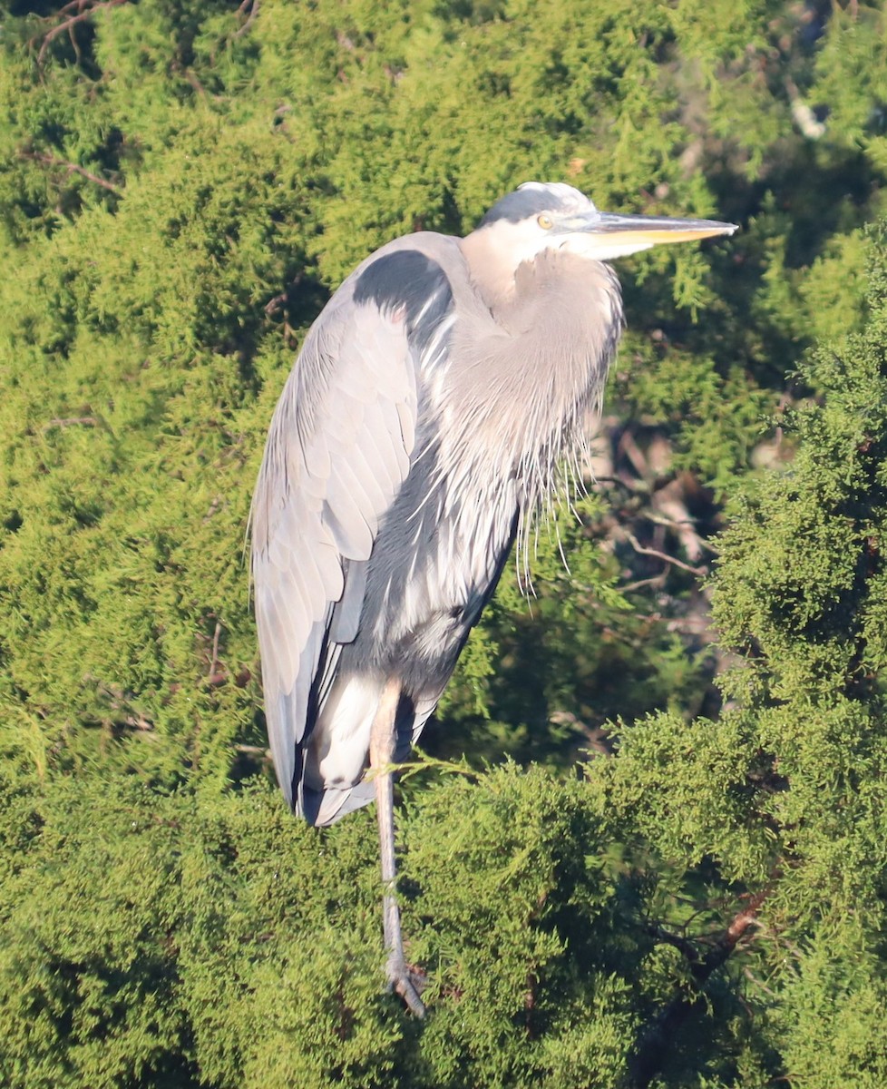 Great Blue Heron - ML644478158