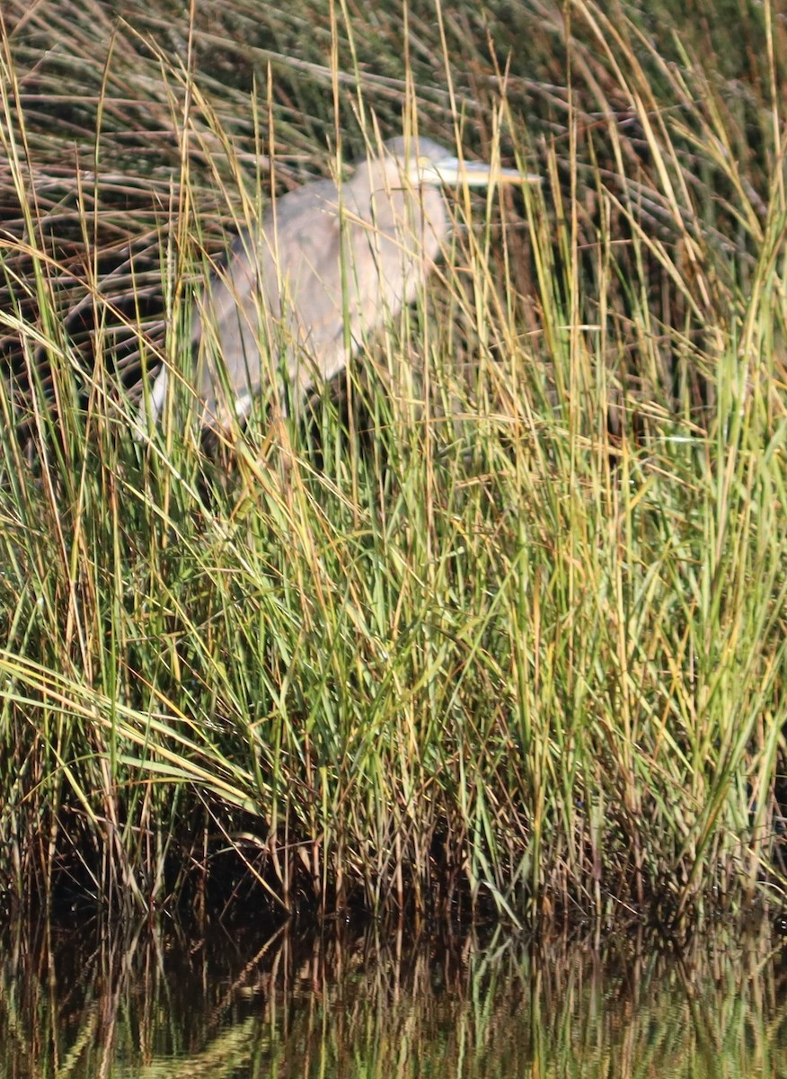 Great Blue Heron - ML644478159