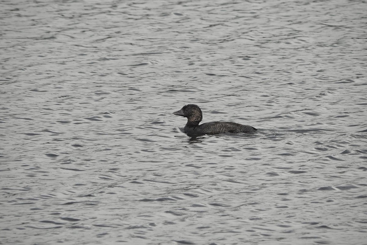 Musk Duck - ML644478160