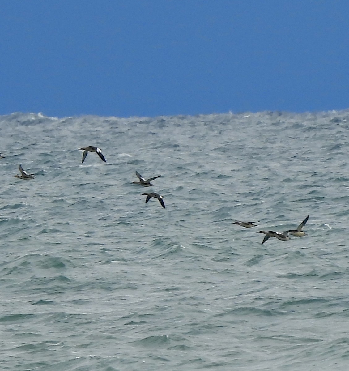 Red-breasted Merganser - ML644478161