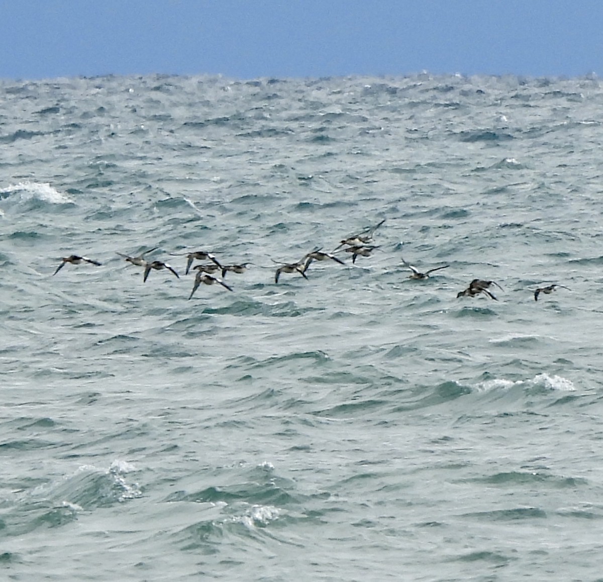 Red-breasted Merganser - ML644478162