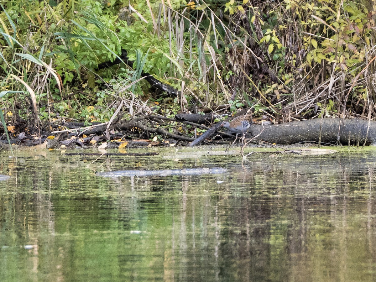 Water Rail - ML644478163