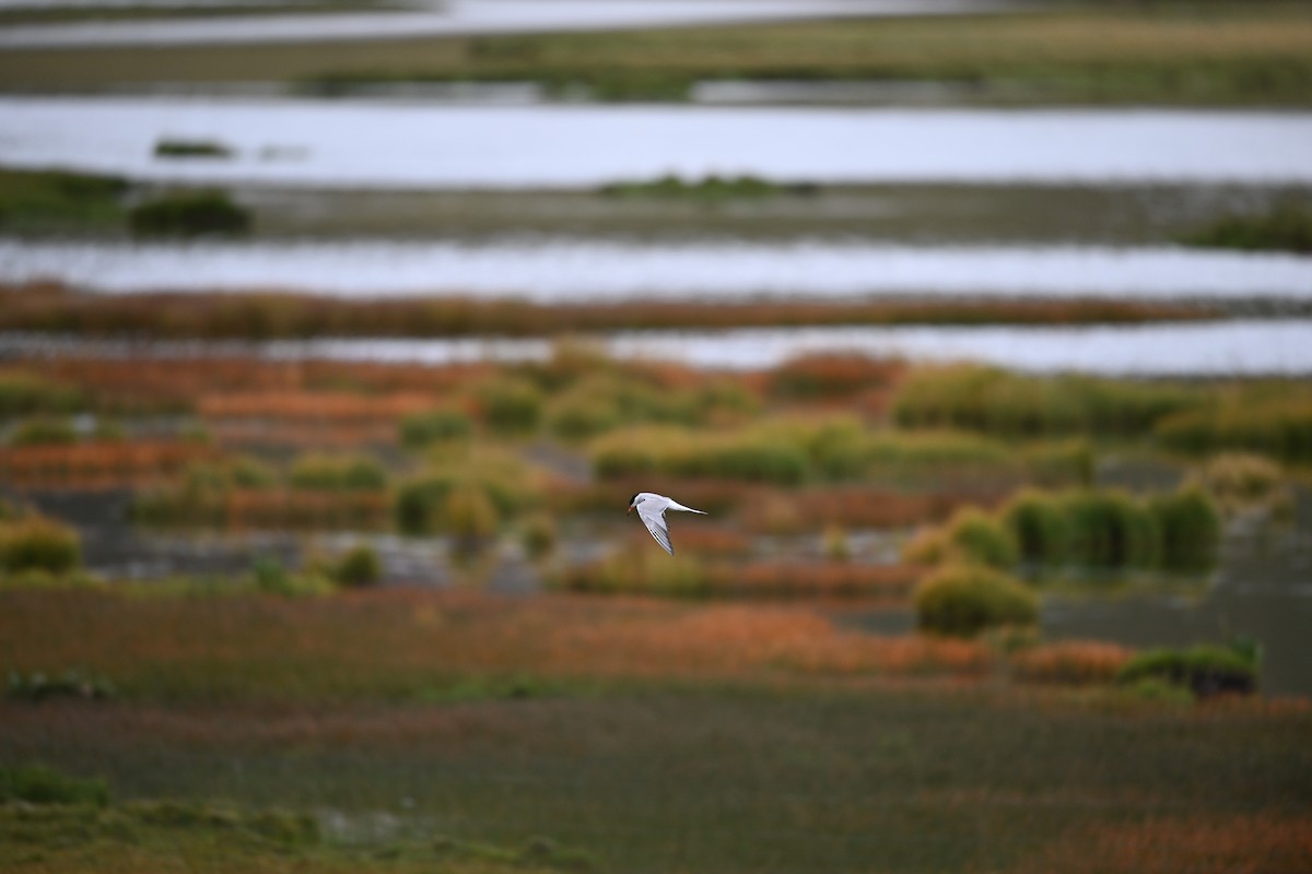 Common Tern - ML644478164