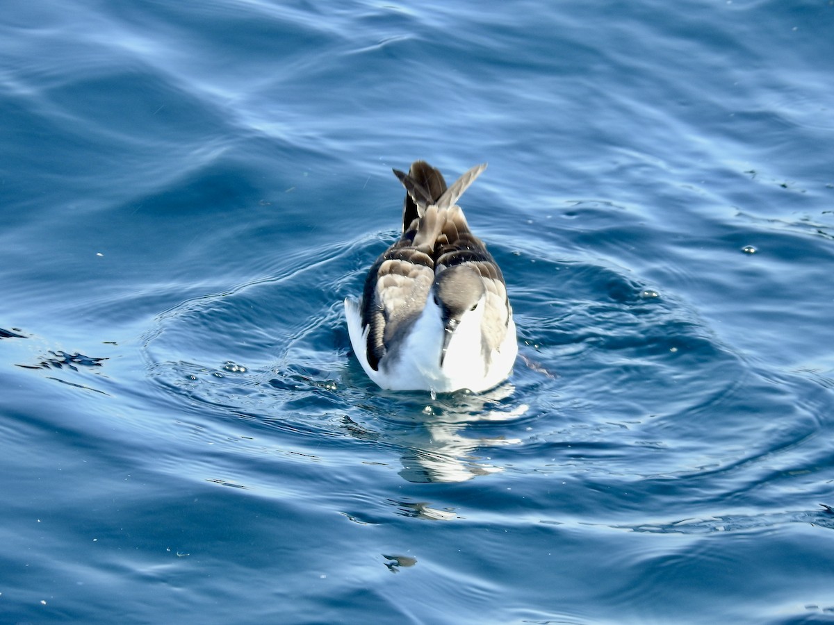 Buller's Shearwater - ML644478167