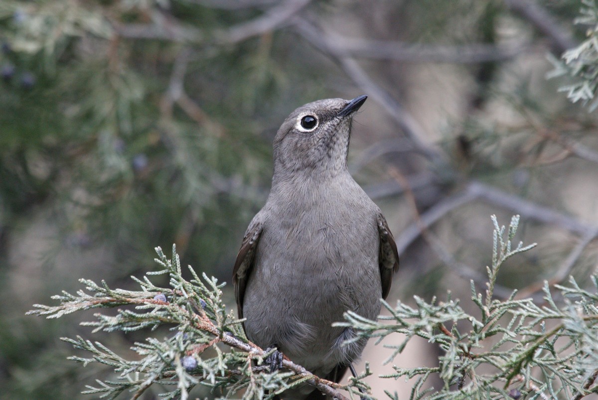 Townsend's Solitaire - ML644478168