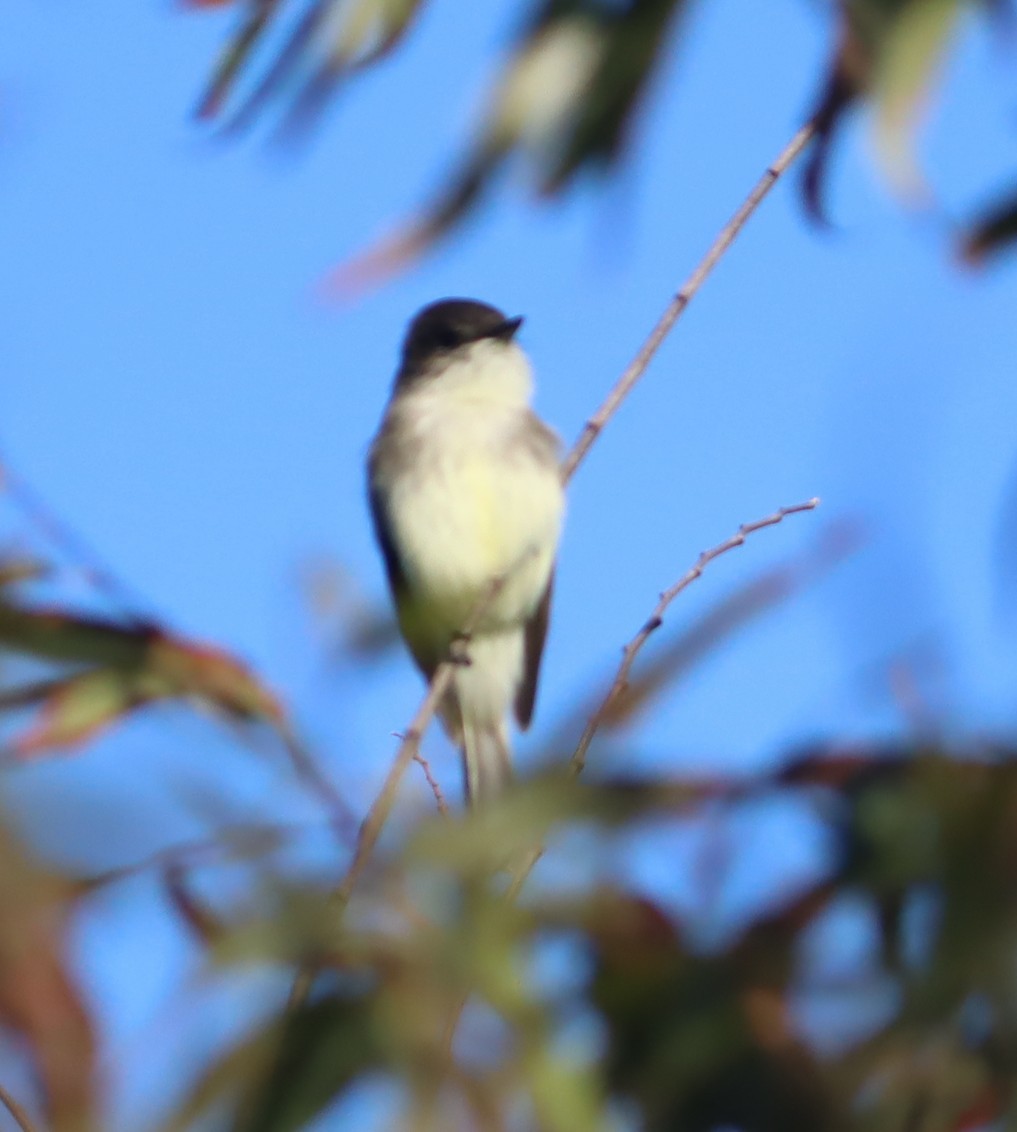 Eastern Phoebe - ML644478170