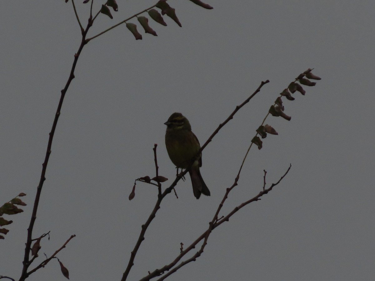 Cirl Bunting - ML644478171