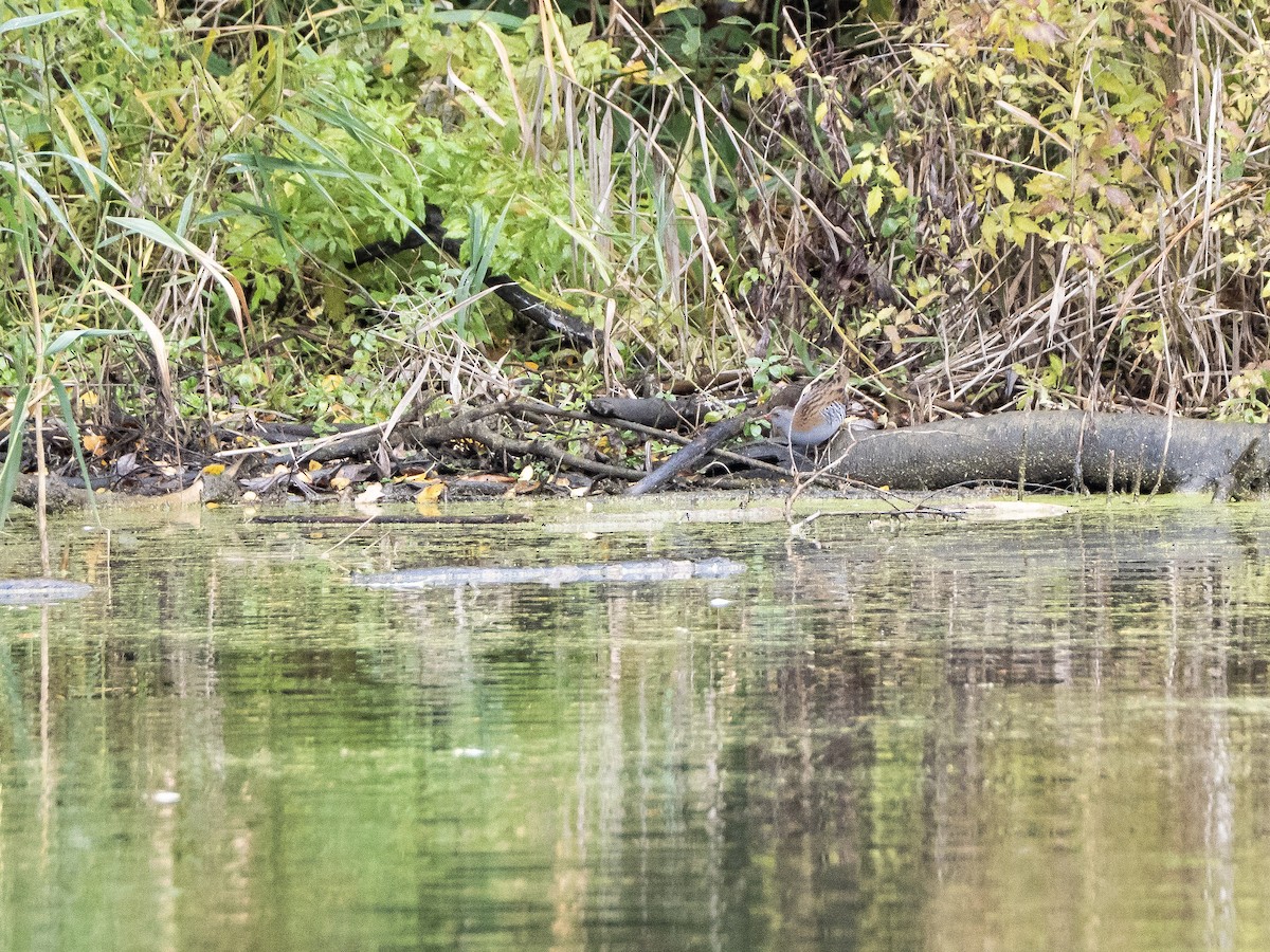 Water Rail - ML644478173