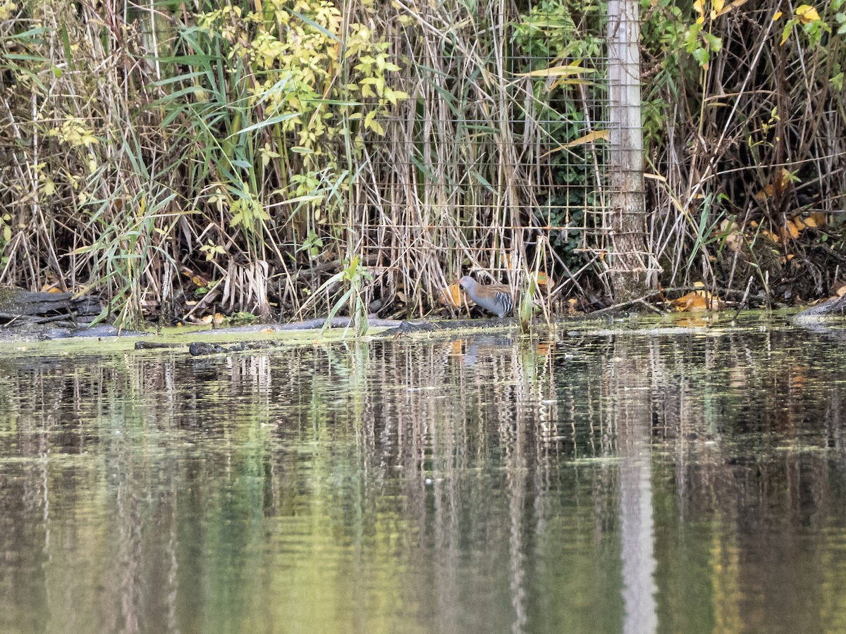 Water Rail - ML644478174