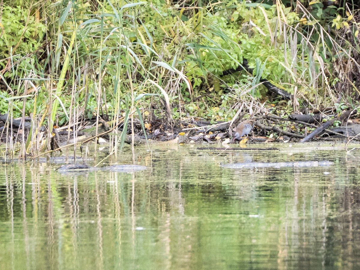 Water Rail - ML644478176
