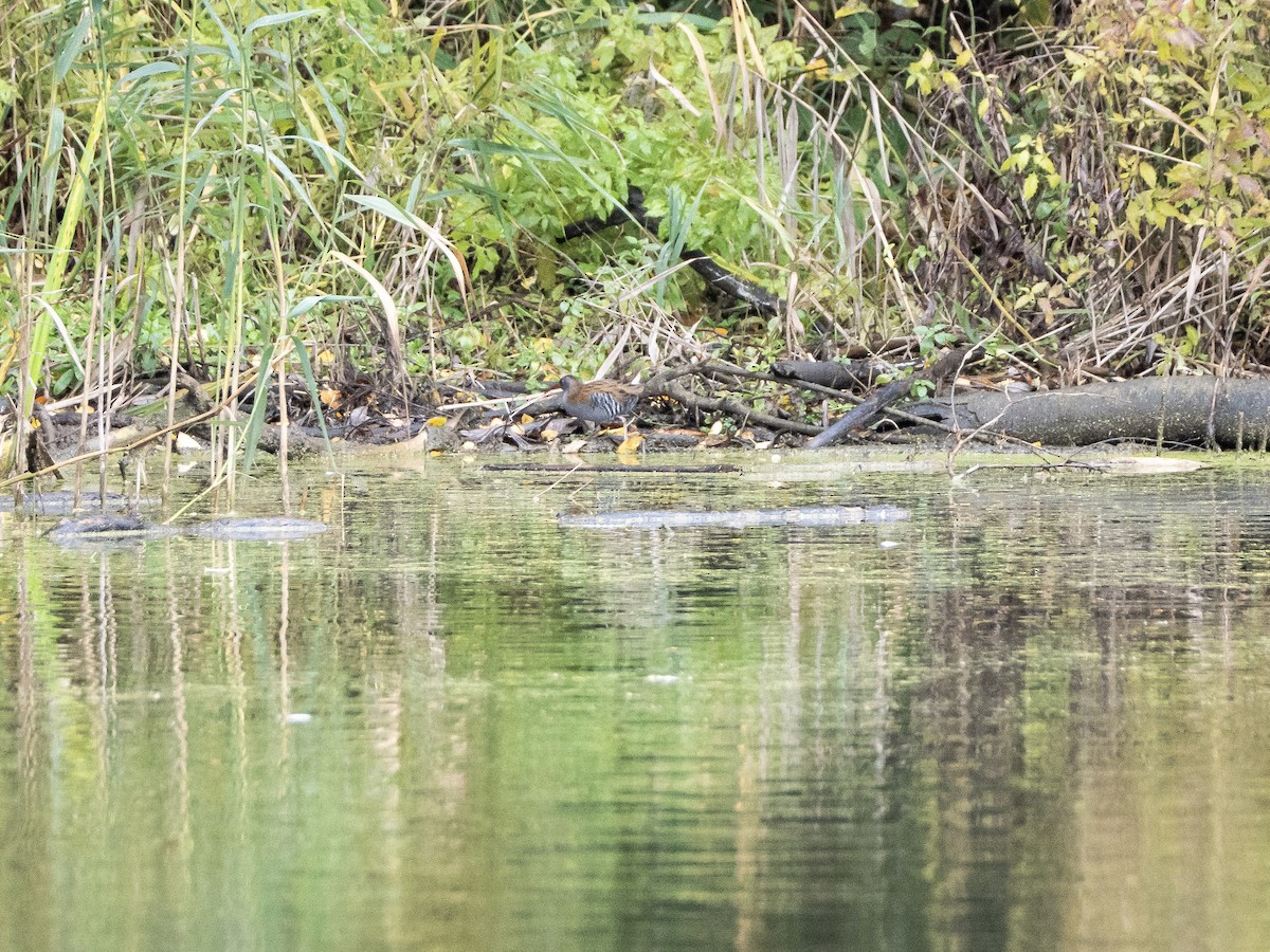 Water Rail - ML644478177