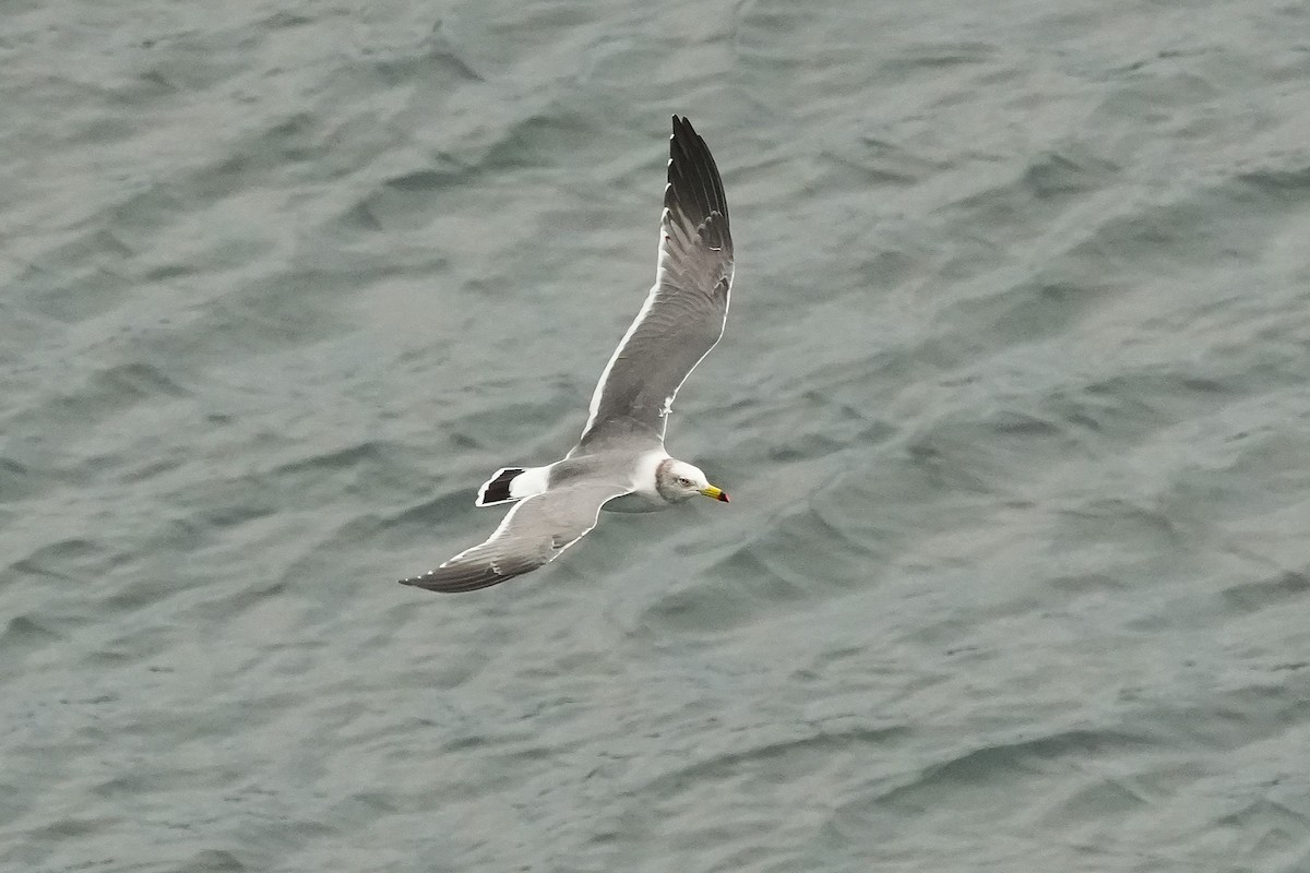Black-tailed Gull - ML644478179