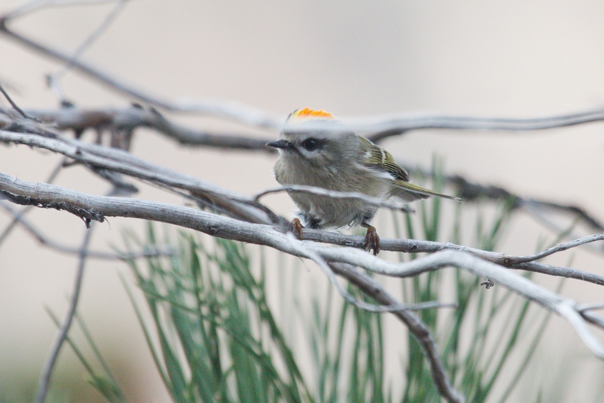 Golden-crowned Kinglet - ML644478181