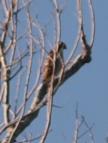 Red-shouldered Hawk - ML644478182