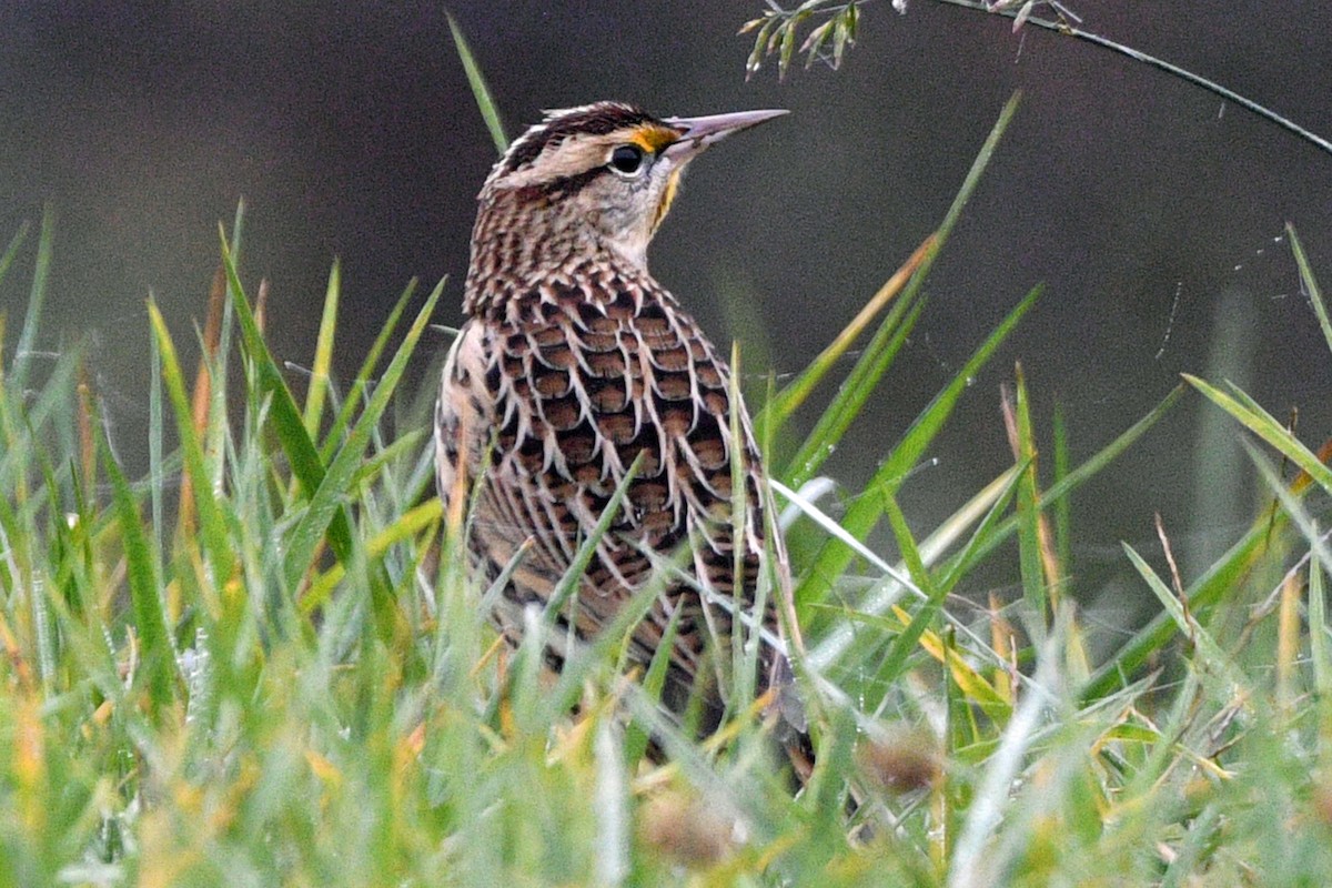 Eastern Meadowlark - ML644478183