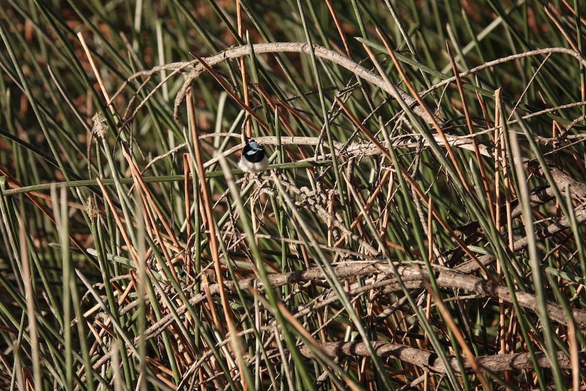 Superb Fairywren - ML644478185