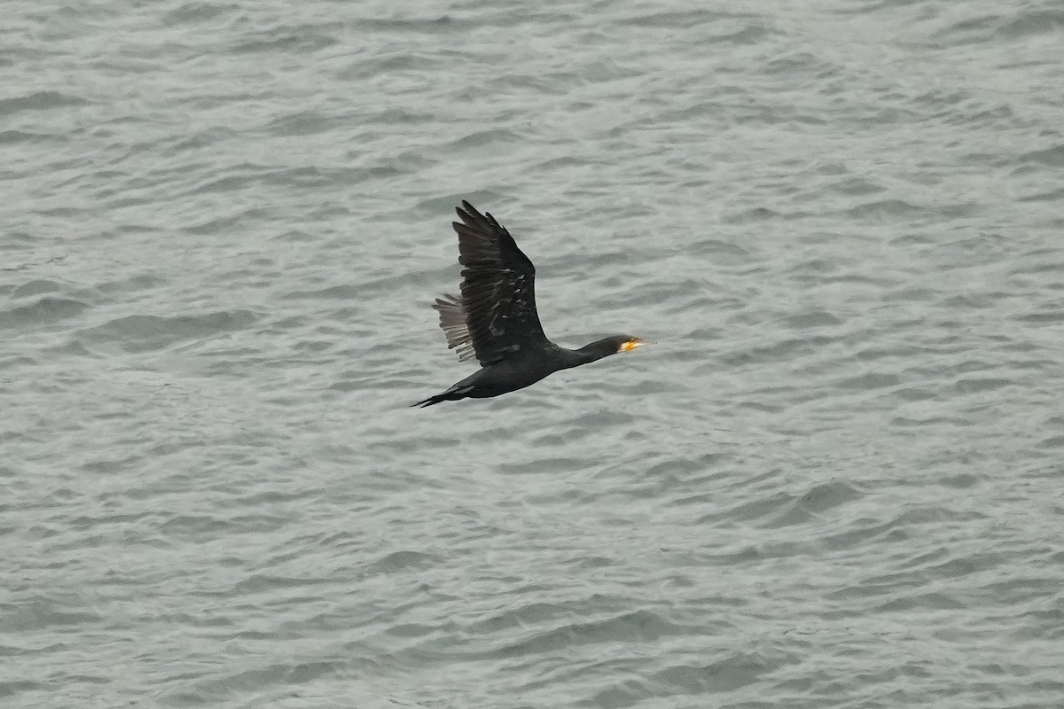 Great Cormorant - ML644478186