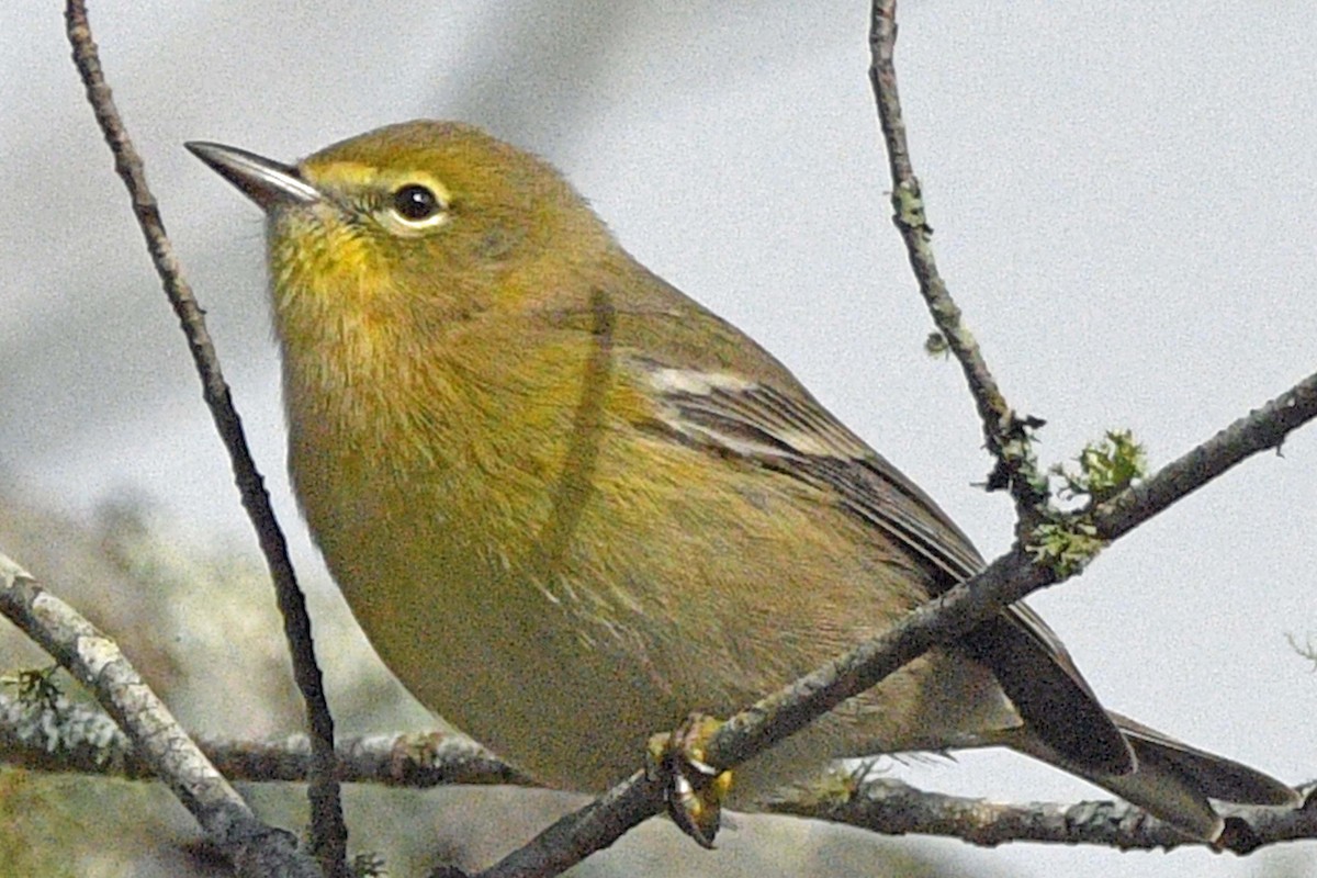 Pine Warbler - ML644478187