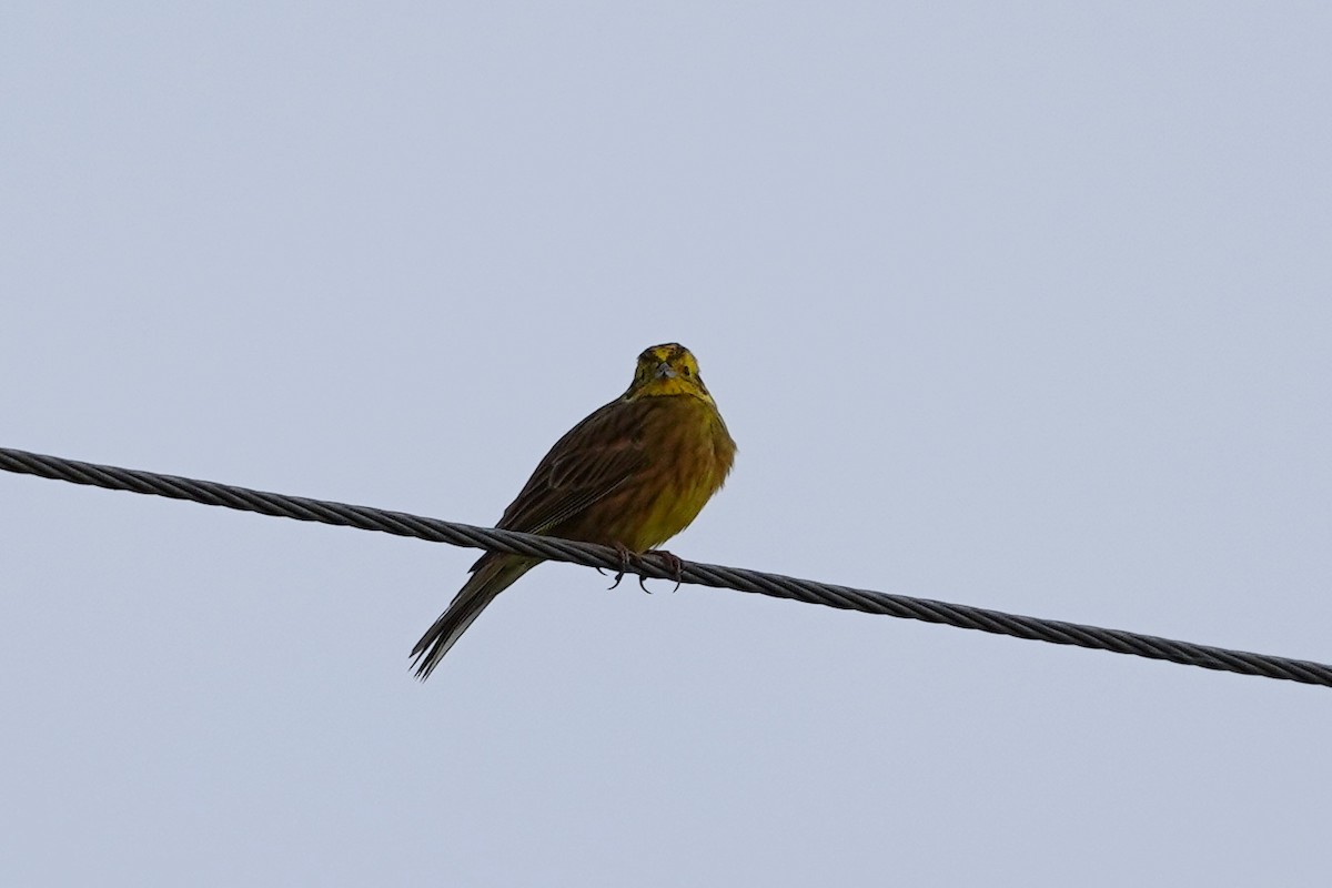 Yellowhammer - ML644478189
