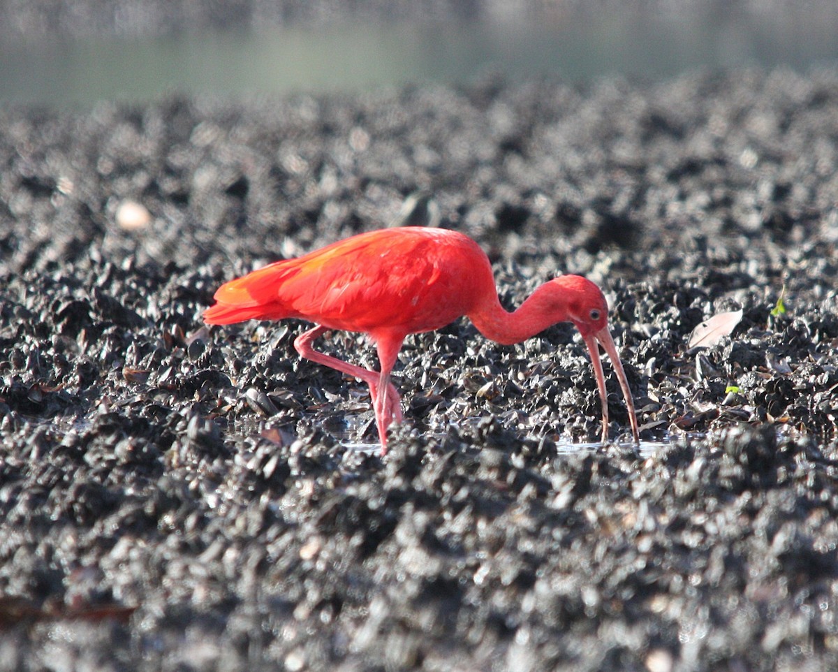 Scarlet Ibis - ML644478192